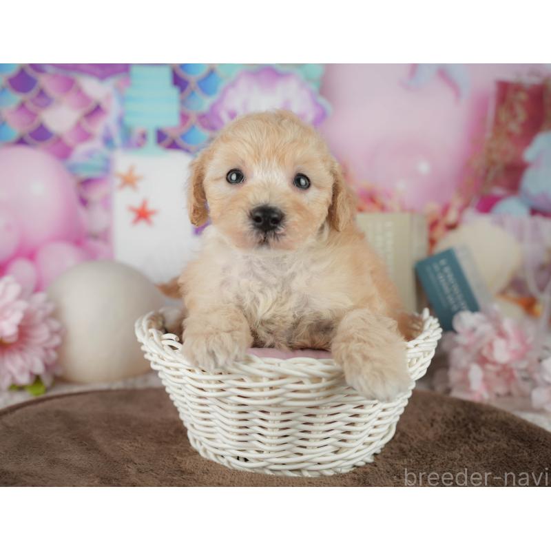 販売中の千葉県のトイプードル-456768の10枚目