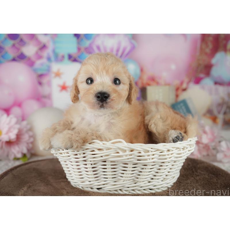 販売中の千葉県のトイプードル-456768の9枚目