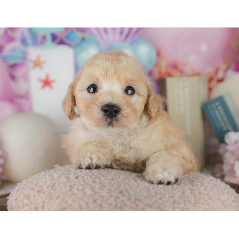 販売中の千葉県のトイプードル-456768の8枚目