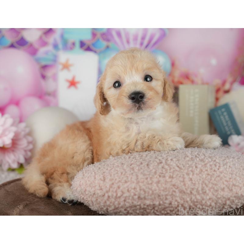 販売中の千葉県のトイプードル-456768の7枚目