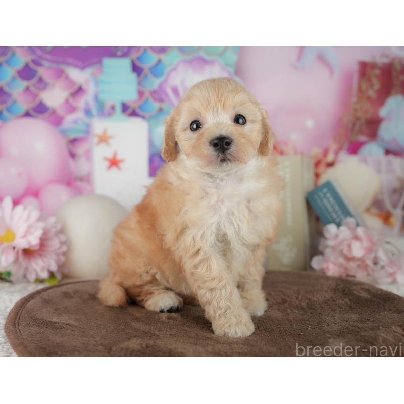 販売中の千葉県のトイプードル-456768の6枚目