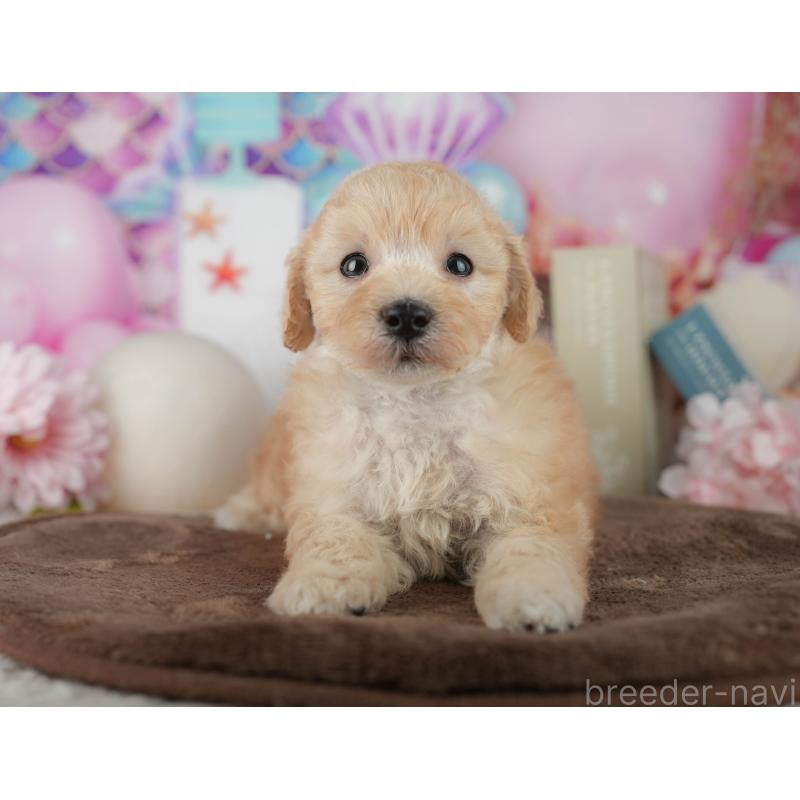 販売中の千葉県のトイプードル-456768の5枚目