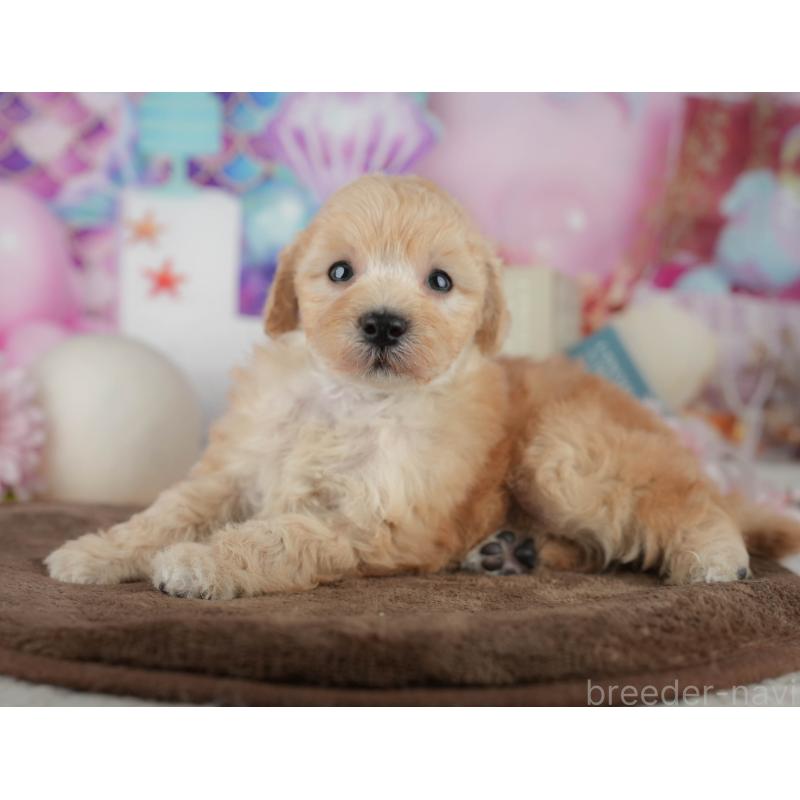 販売中の千葉県のトイプードル-456768の4枚目