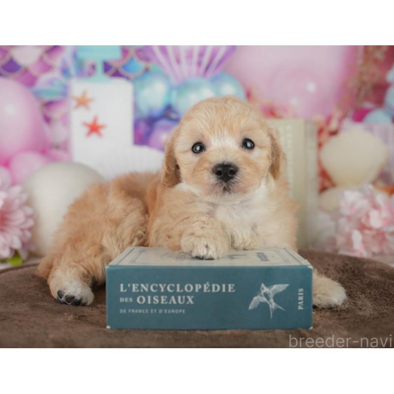 販売中の千葉県のトイプードル-456768の3枚目