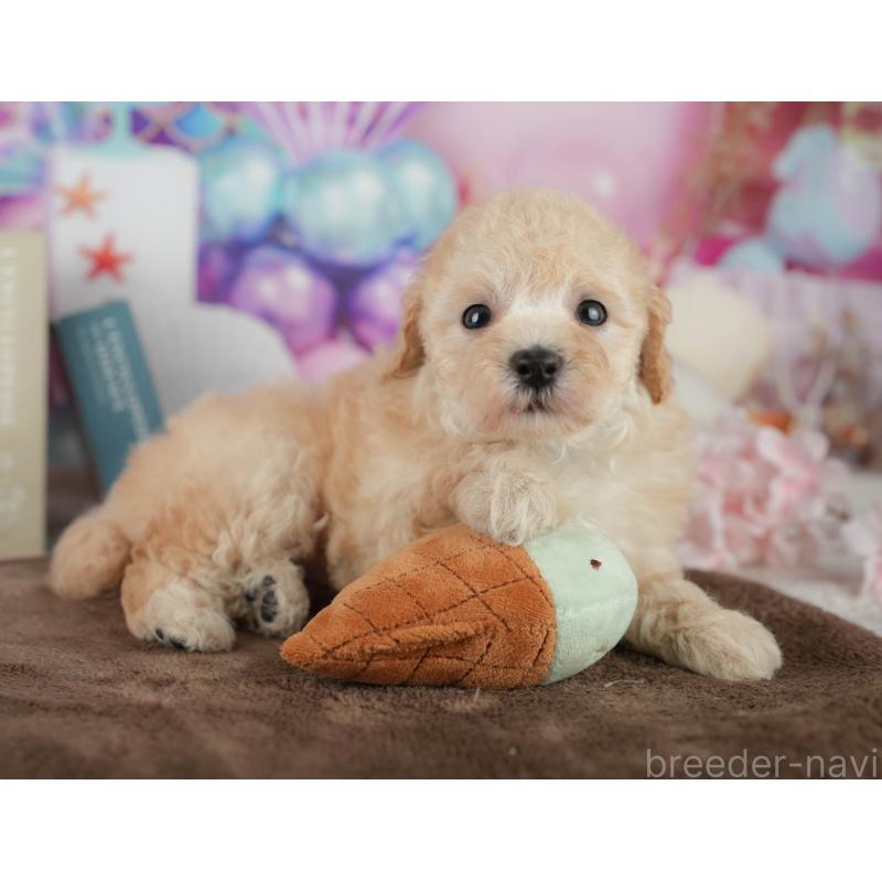 販売中の千葉県のトイプードル-456767の11枚目