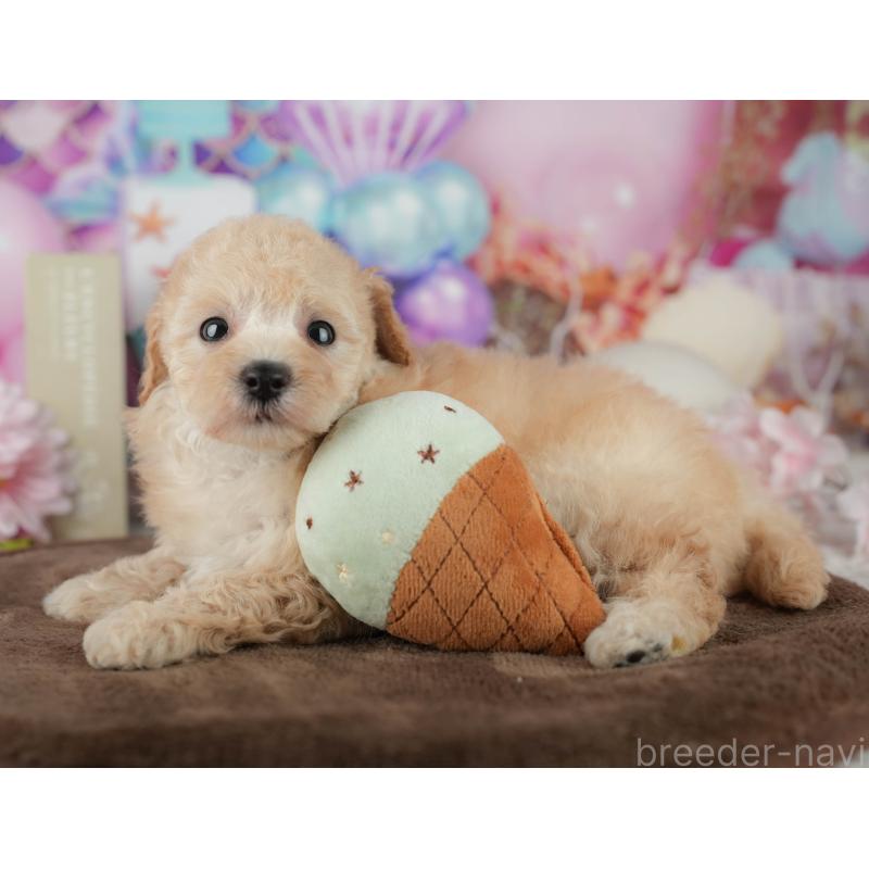 販売中の千葉県のトイプードル-456767の10枚目