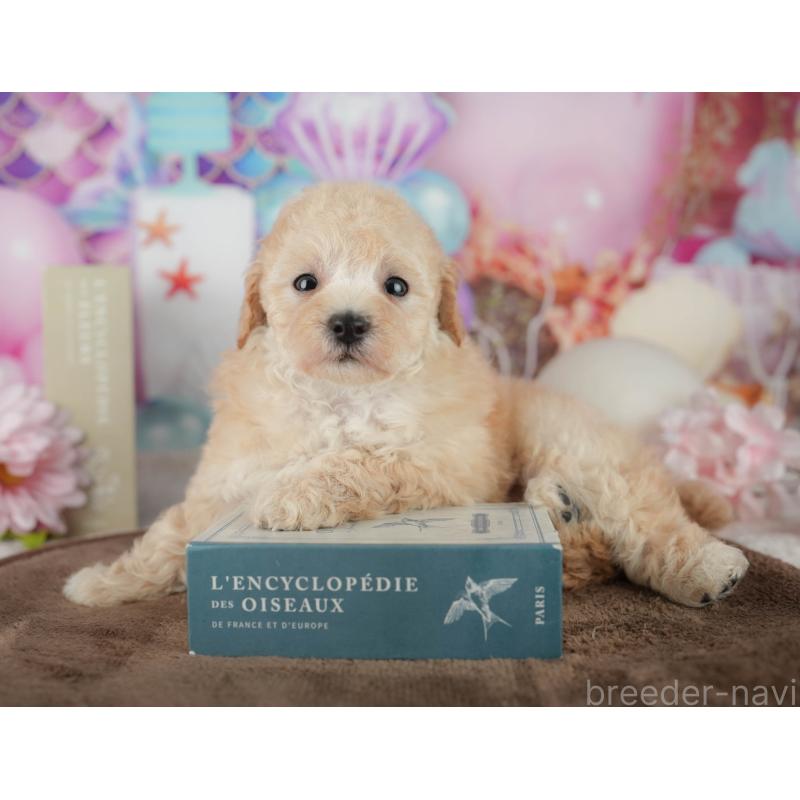 販売中の千葉県のトイプードル-456767の9枚目