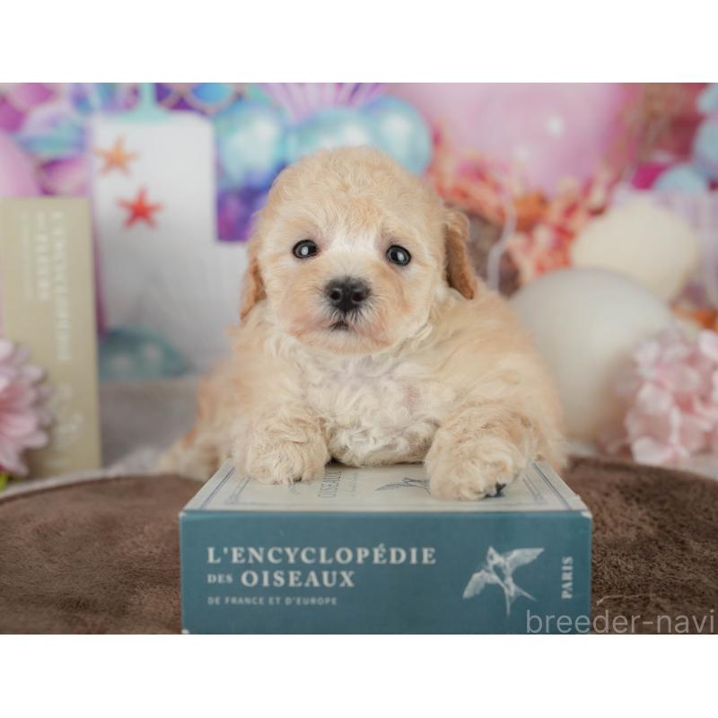 販売中の千葉県のトイプードル-456767の8枚目