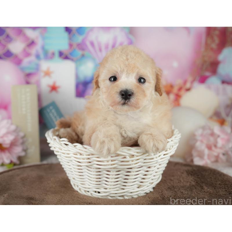 販売中の千葉県のトイプードル-456767の7枚目