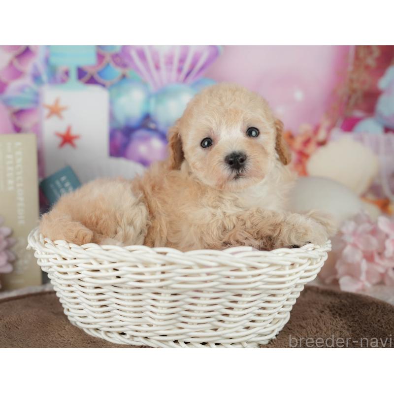 販売中の千葉県のトイプードル-456767の6枚目