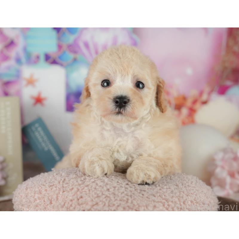 販売中の千葉県のトイプードル-456767の5枚目