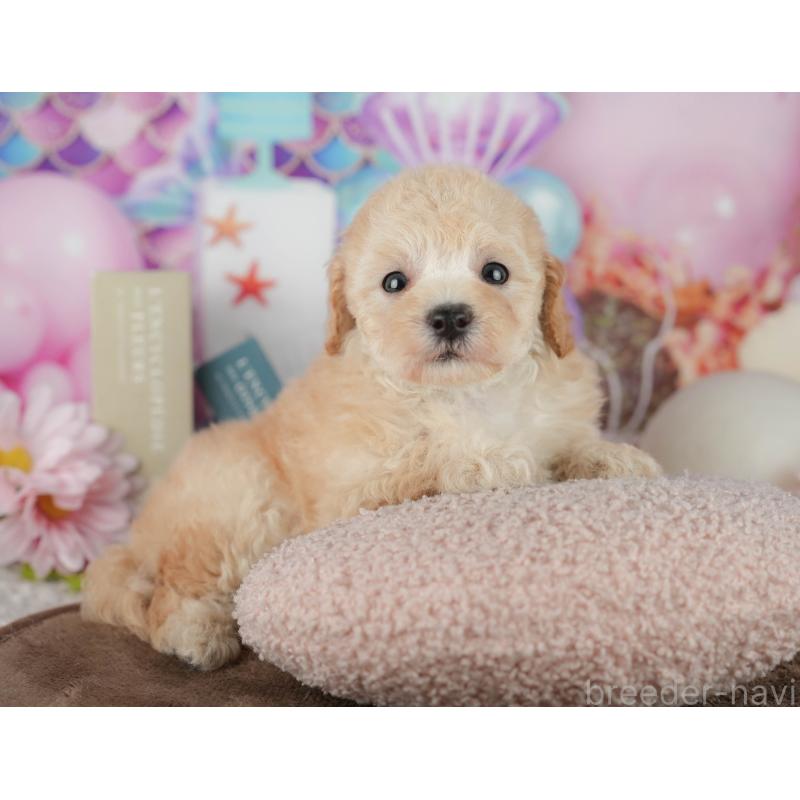 販売中の千葉県のトイプードル-456767の4枚目