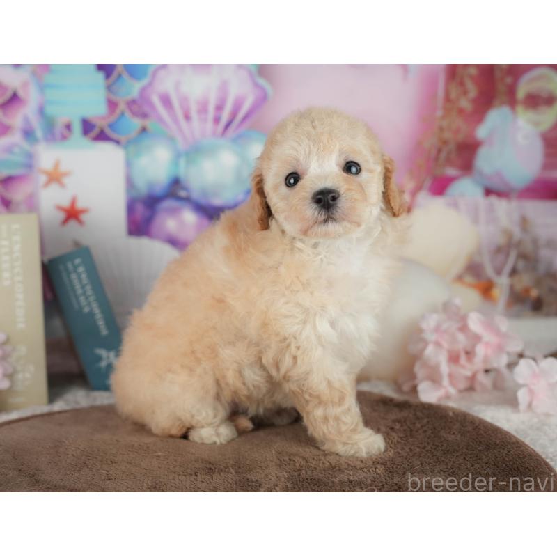 販売中の千葉県のトイプードル-456767の3枚目