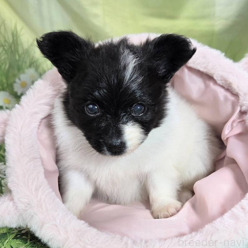 販売中の埼玉県のパピヨン-456750