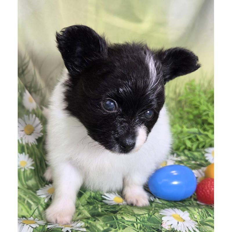 販売中の埼玉県のパピヨン-456750の13枚目