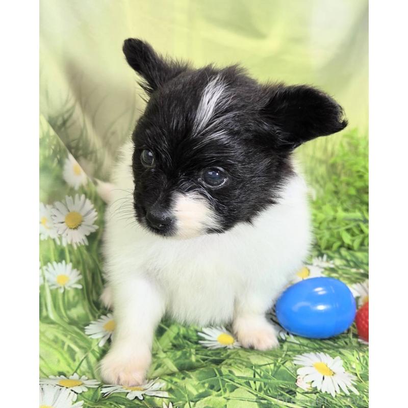 販売中の埼玉県のパピヨン-456750の12枚目