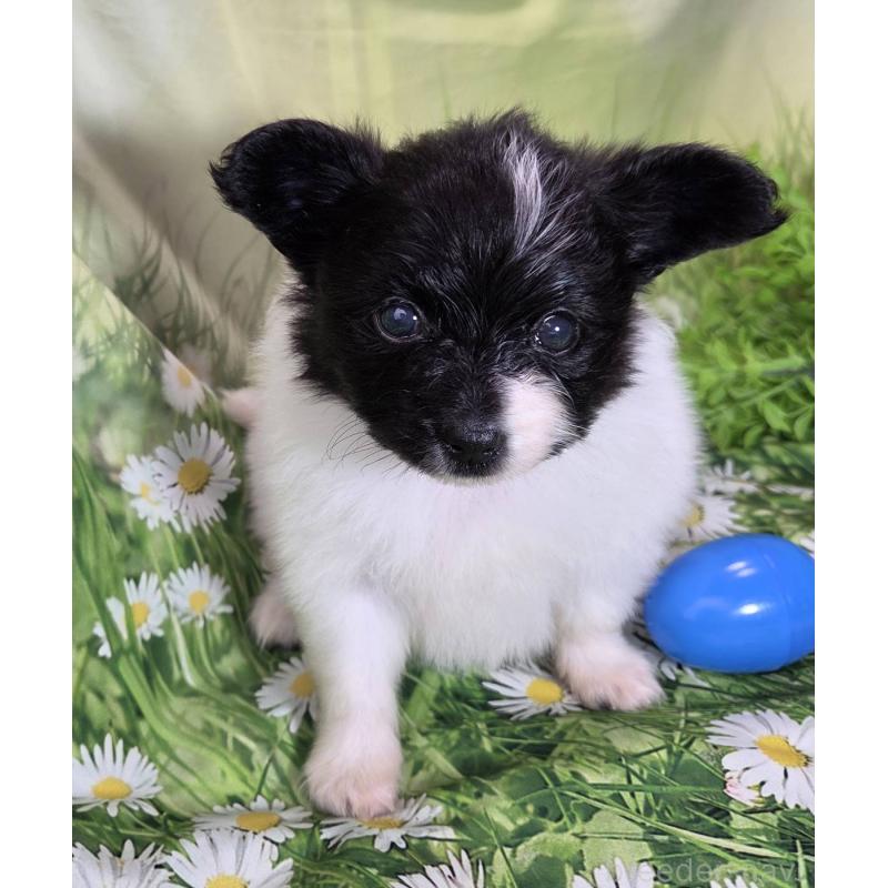 販売中の埼玉県のパピヨン-456750の11枚目