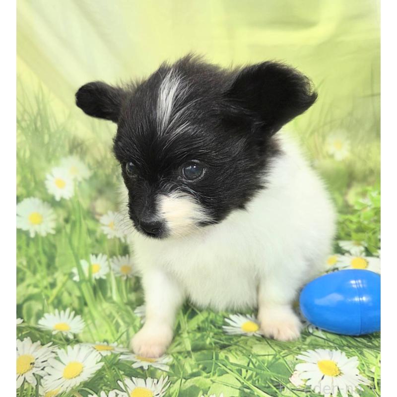 販売中の埼玉県のパピヨン-456750の10枚目