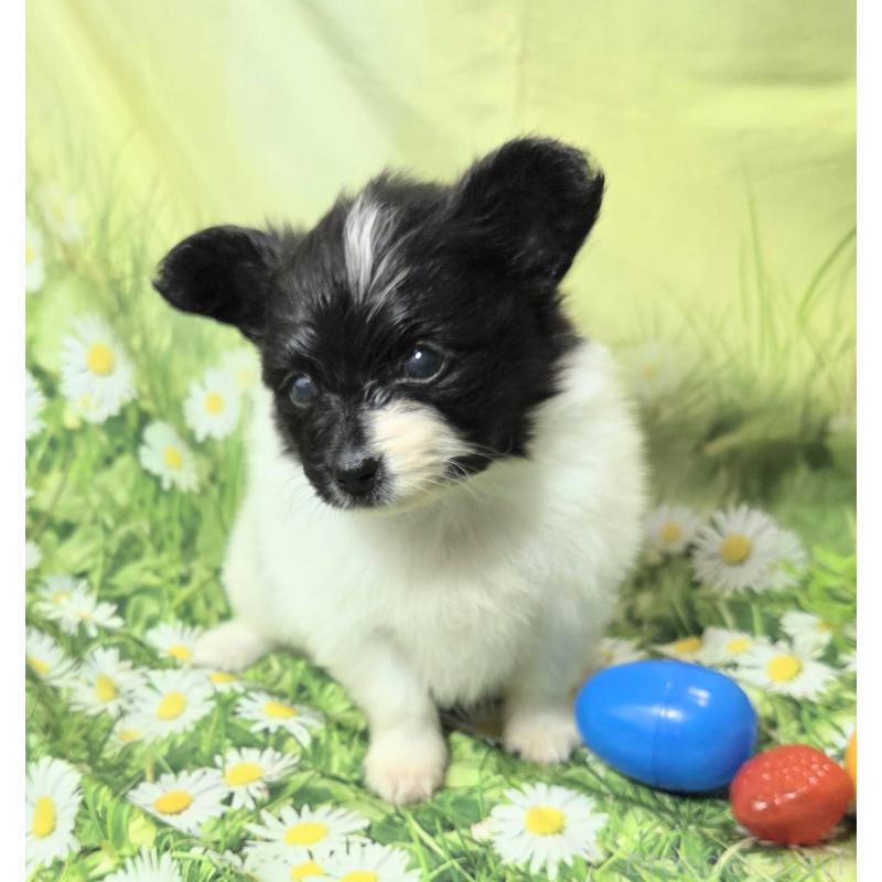 販売中の埼玉県のパピヨン-456750の9枚目