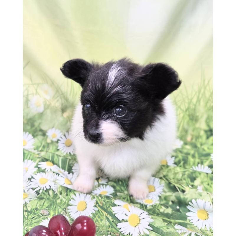 販売中の埼玉県のパピヨン-456750の8枚目