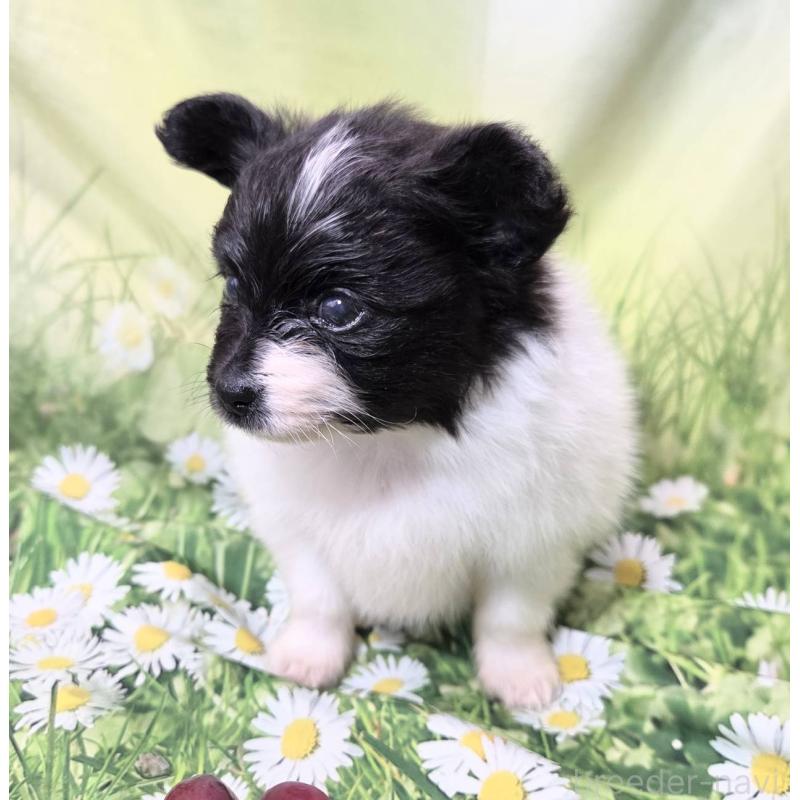 販売中の埼玉県のパピヨン-456750の7枚目