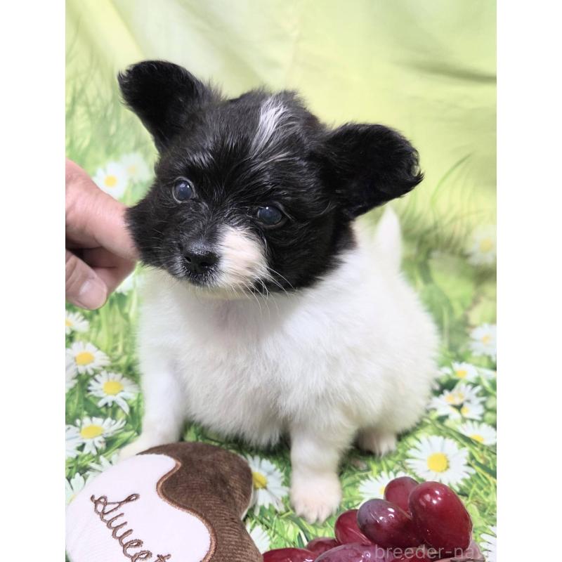 販売中の埼玉県のパピヨン-456750の6枚目