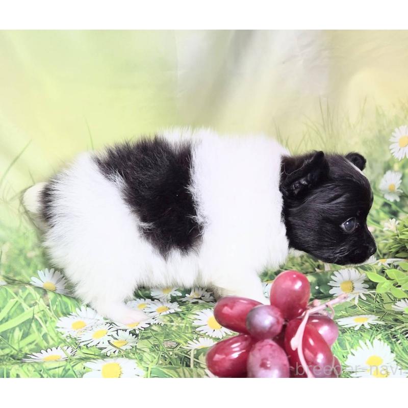 販売中の埼玉県のパピヨン-456750の5枚目