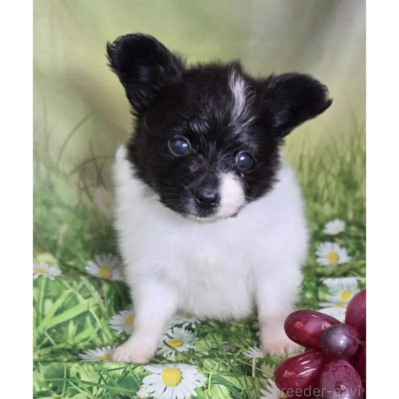 販売中の埼玉県のパピヨン-456750の4枚目