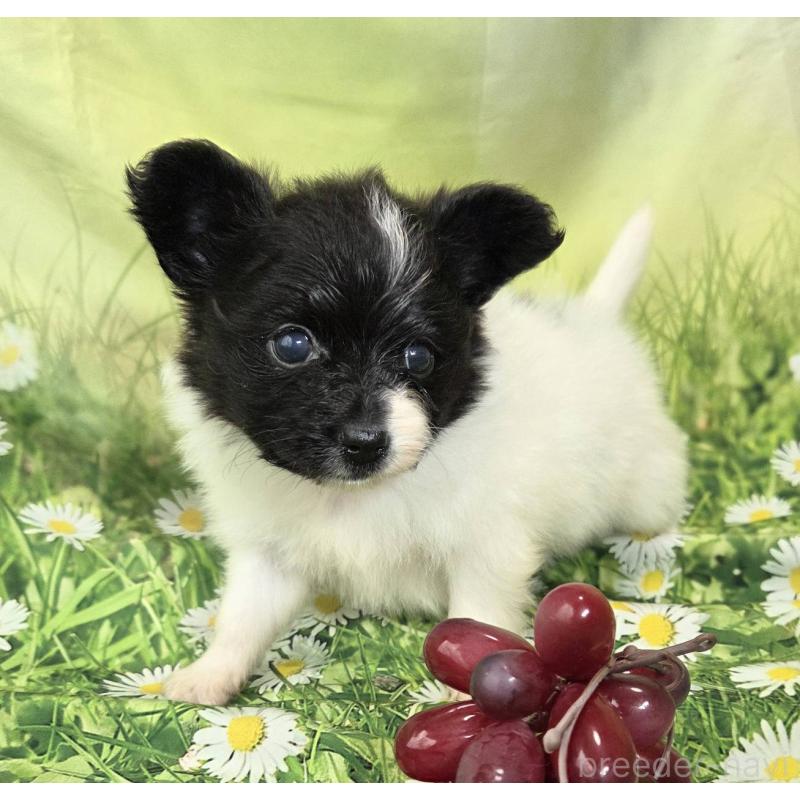 販売中の埼玉県のパピヨン-456750の3枚目