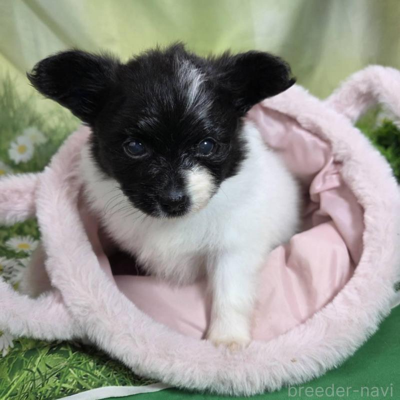 販売中の埼玉県のパピヨン-456750の2枚目