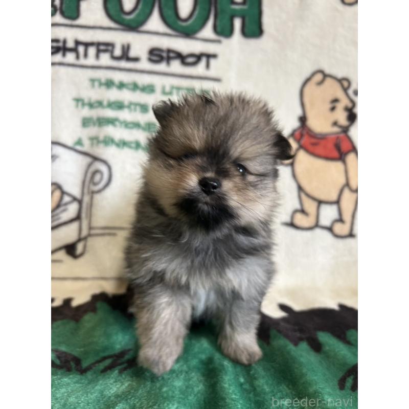 販売中の大阪府のポメラニアン-456752の7枚目