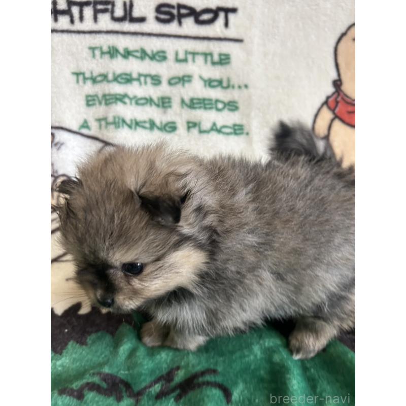 販売中の大阪府のポメラニアン-456752の6枚目