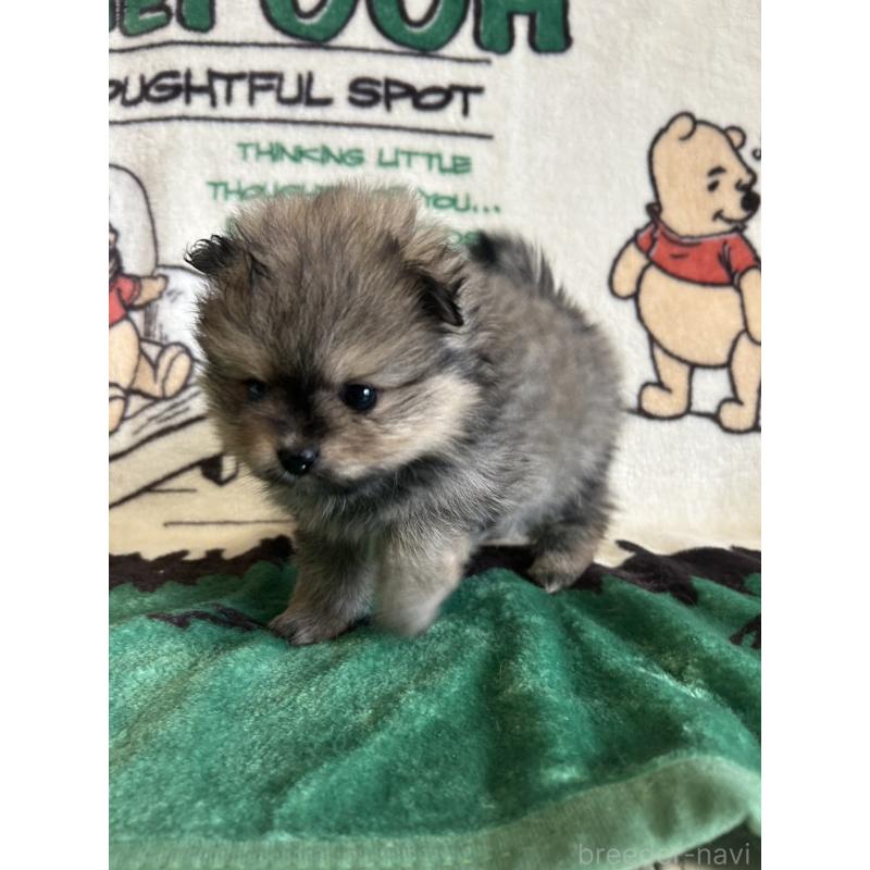 販売中の大阪府のポメラニアン-456752の5枚目