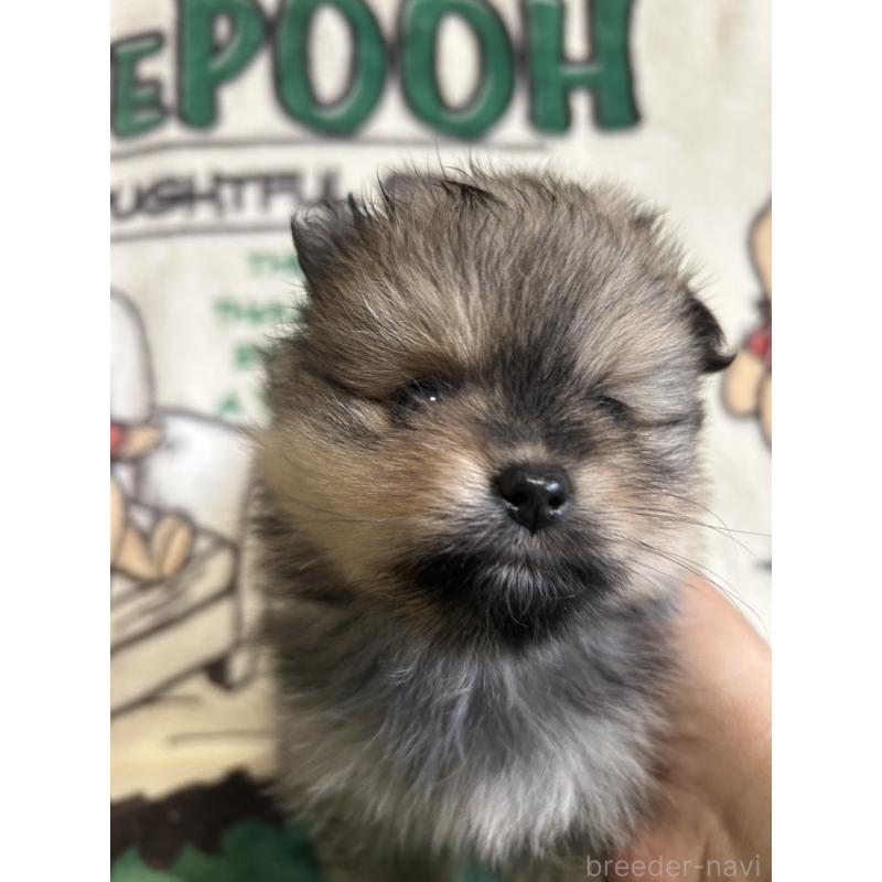 販売中の大阪府のポメラニアン-456752の4枚目
