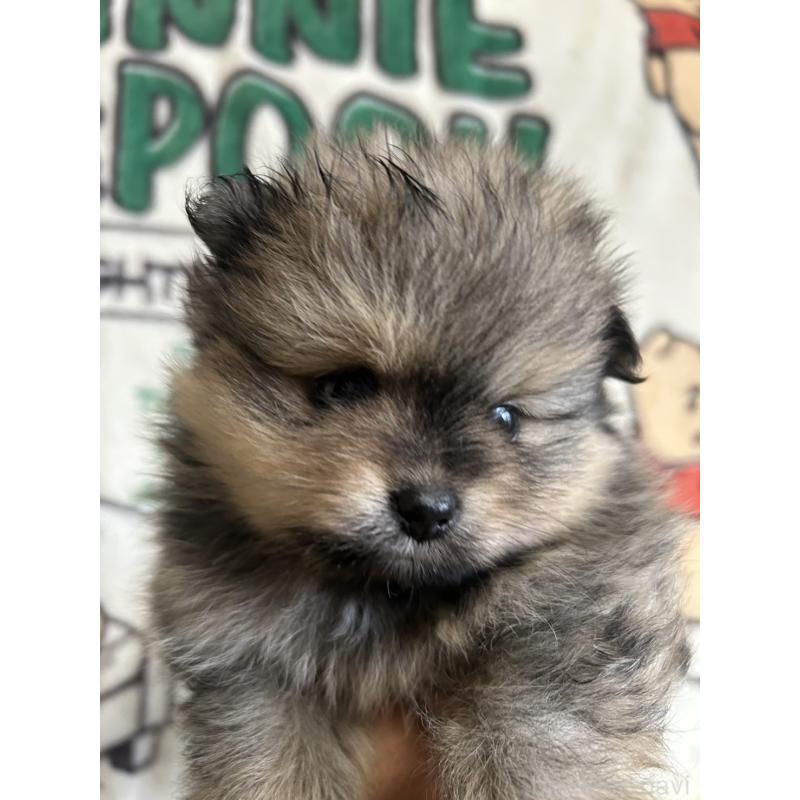 販売中の大阪府のポメラニアン-456752の3枚目