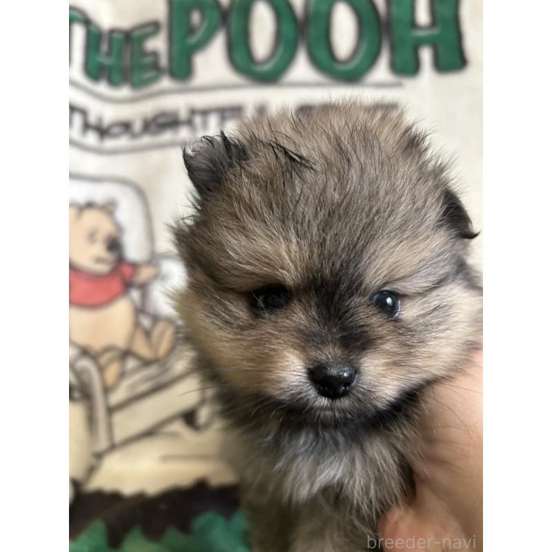 販売中の大阪府のポメラニアン-456752の2枚目