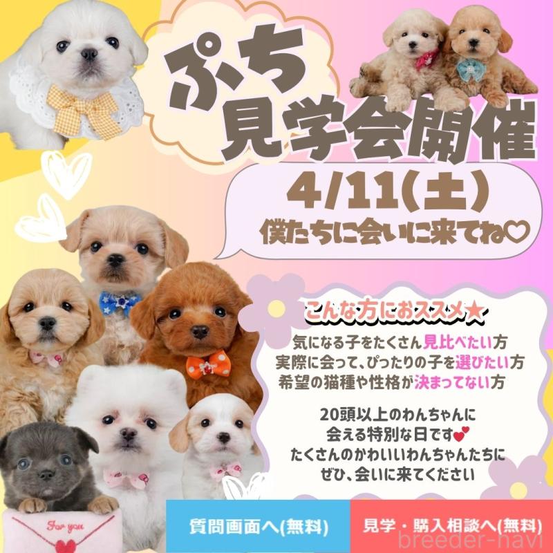 販売中の神奈川県のマルチーズ-455642の3枚目