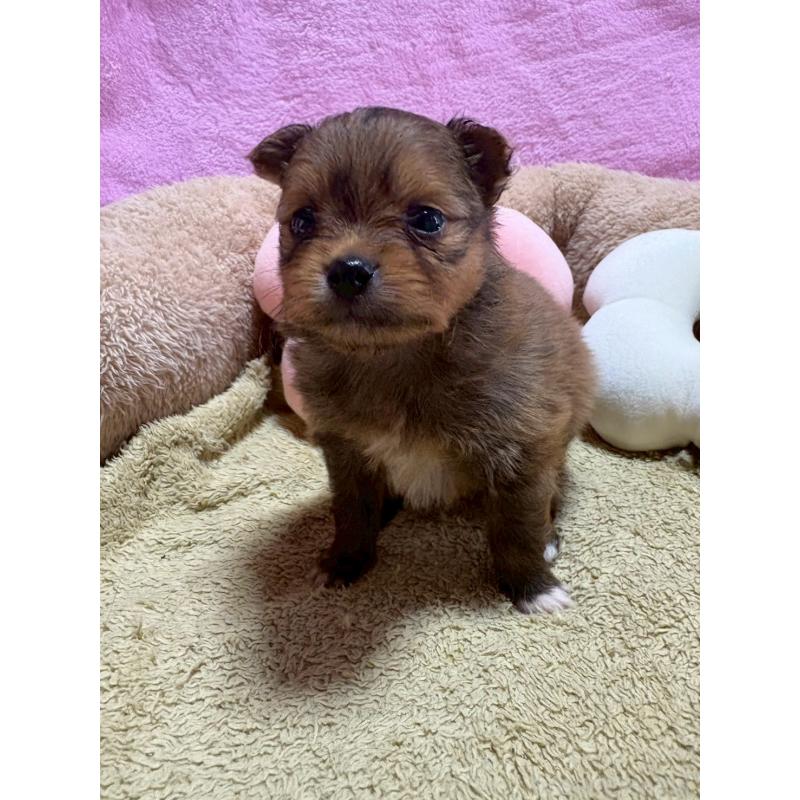 販売中の山形県のミックス犬-456754の4枚目