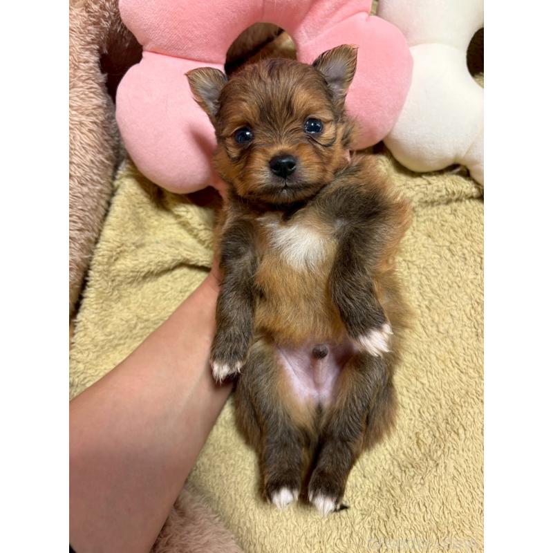 販売中の山形県のミックス犬-456754の3枚目