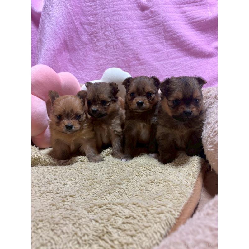 販売中の山形県のミックス犬-456754の2枚目