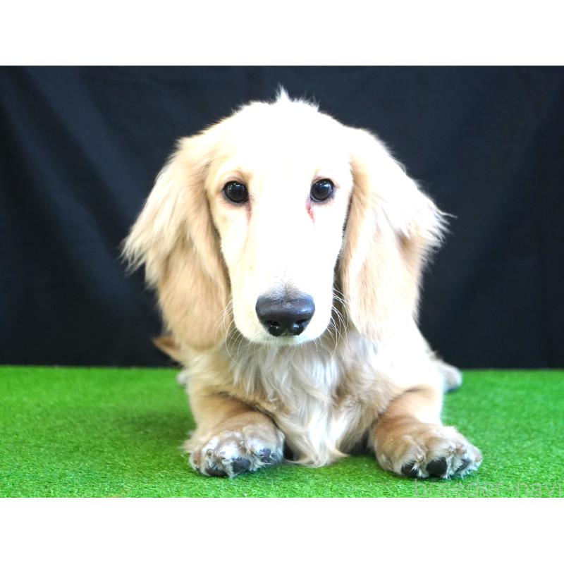 販売中の愛媛県のミニチュアダックスフンド(ロングヘアード)-422736の2枚目