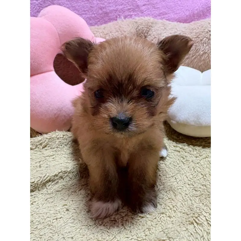 販売中の山形県のミックス犬-456755の2枚目