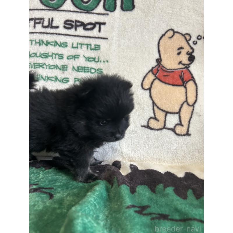 販売中の大阪府のポメラニアン-456756の7枚目