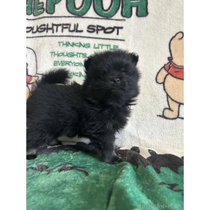 販売中の大阪府のポメラニアン-456756の6枚目