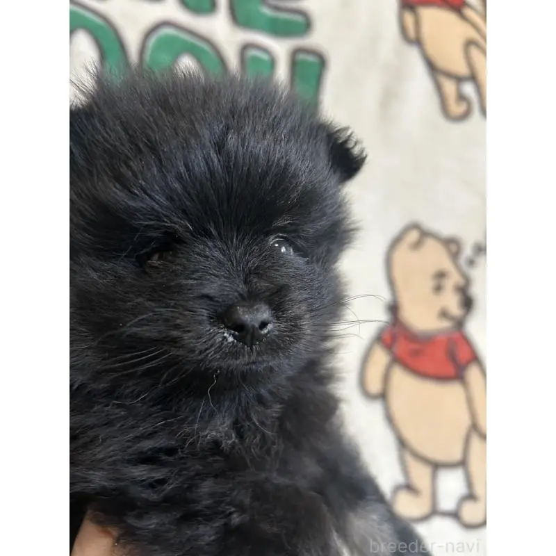 販売中の大阪府のポメラニアン-456756の5枚目