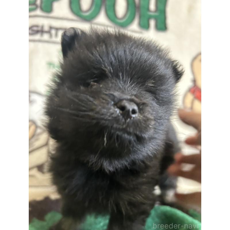 販売中の大阪府のポメラニアン-456756の4枚目