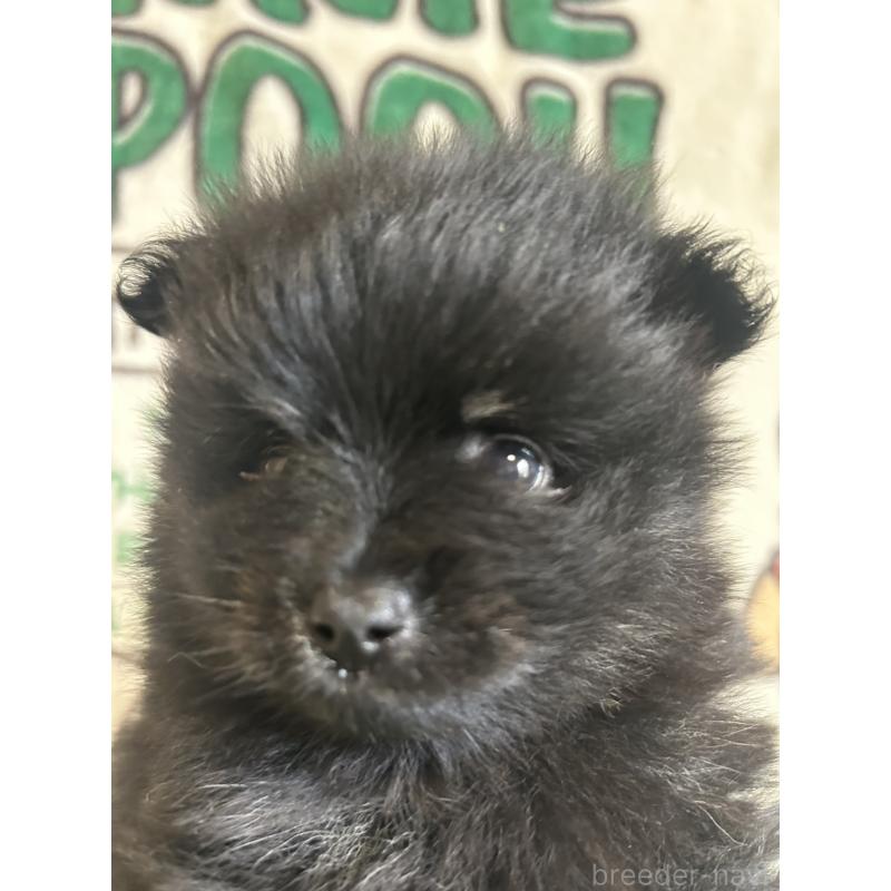 販売中の大阪府のポメラニアン-456756の3枚目