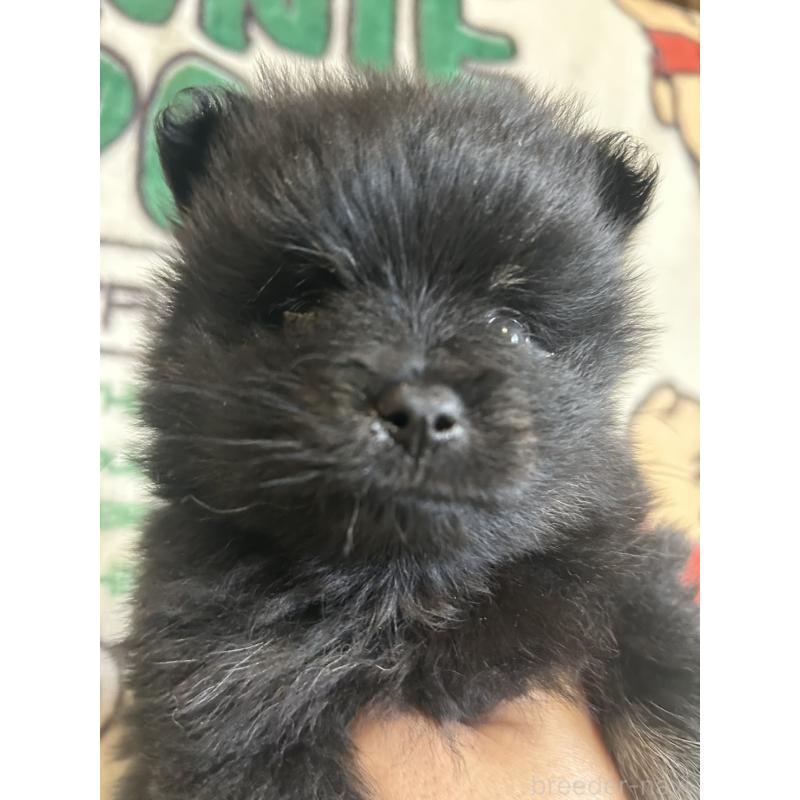 販売中の大阪府のポメラニアン-456756の2枚目