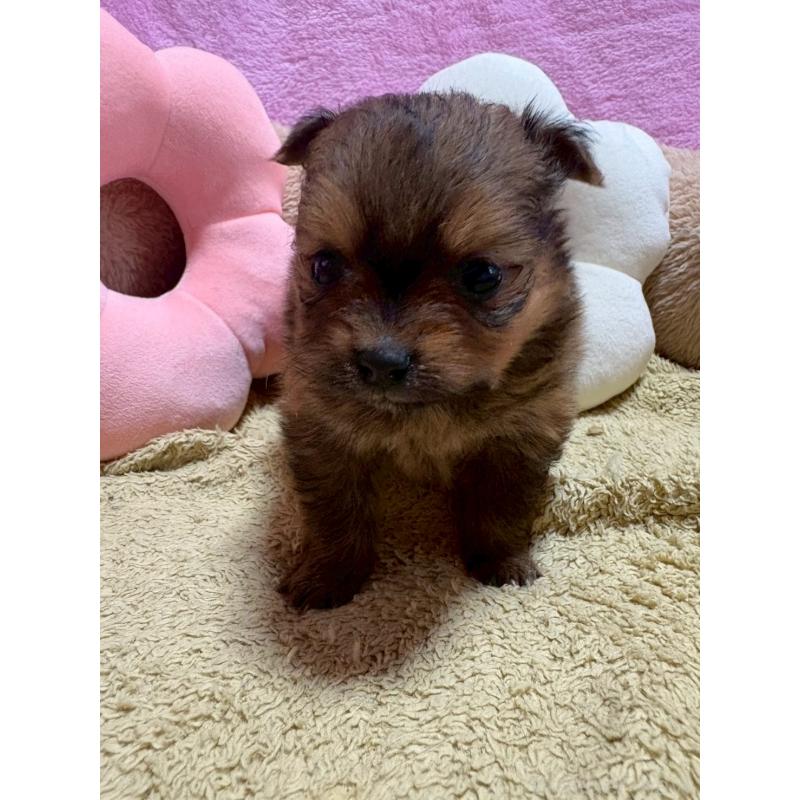 販売中の山形県のミックス犬-456757の3枚目