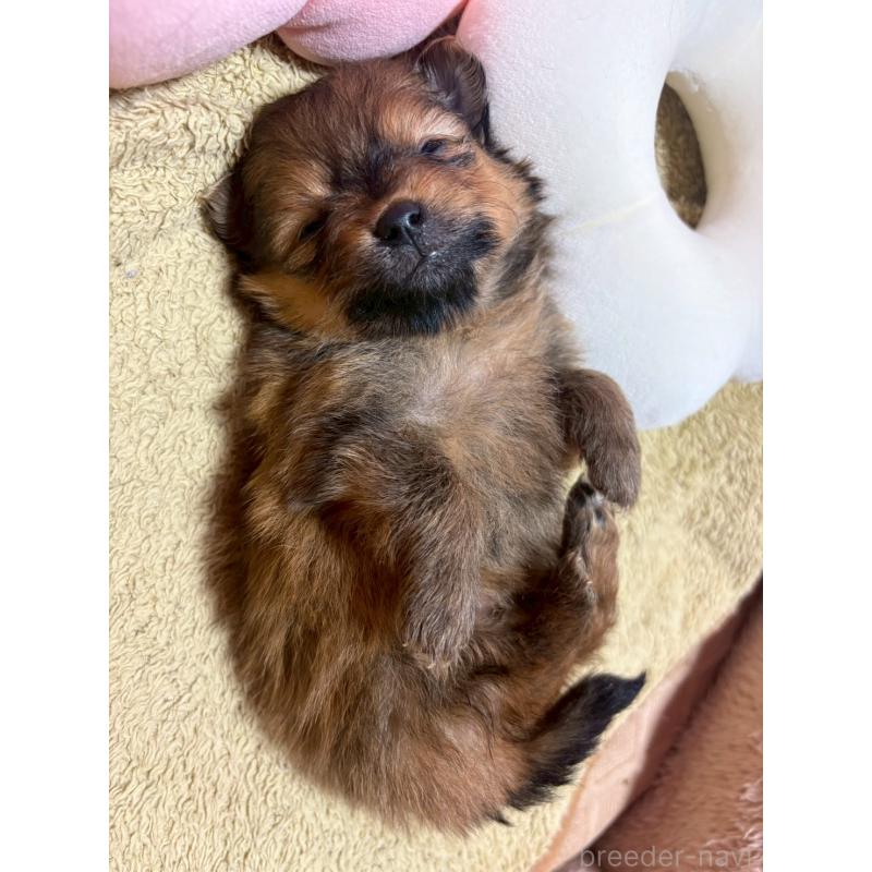 販売中の山形県のミックス犬-456757の2枚目